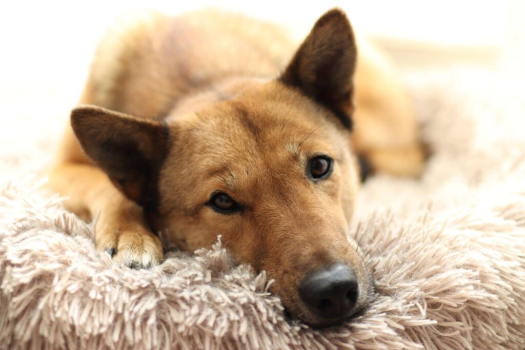 anxious dog settled in a bolster calming beds with raised edges for separation anxiety relief