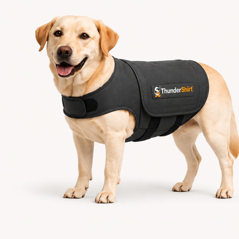 Best dog anxiety vests